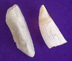 Whale jawbone and tooth